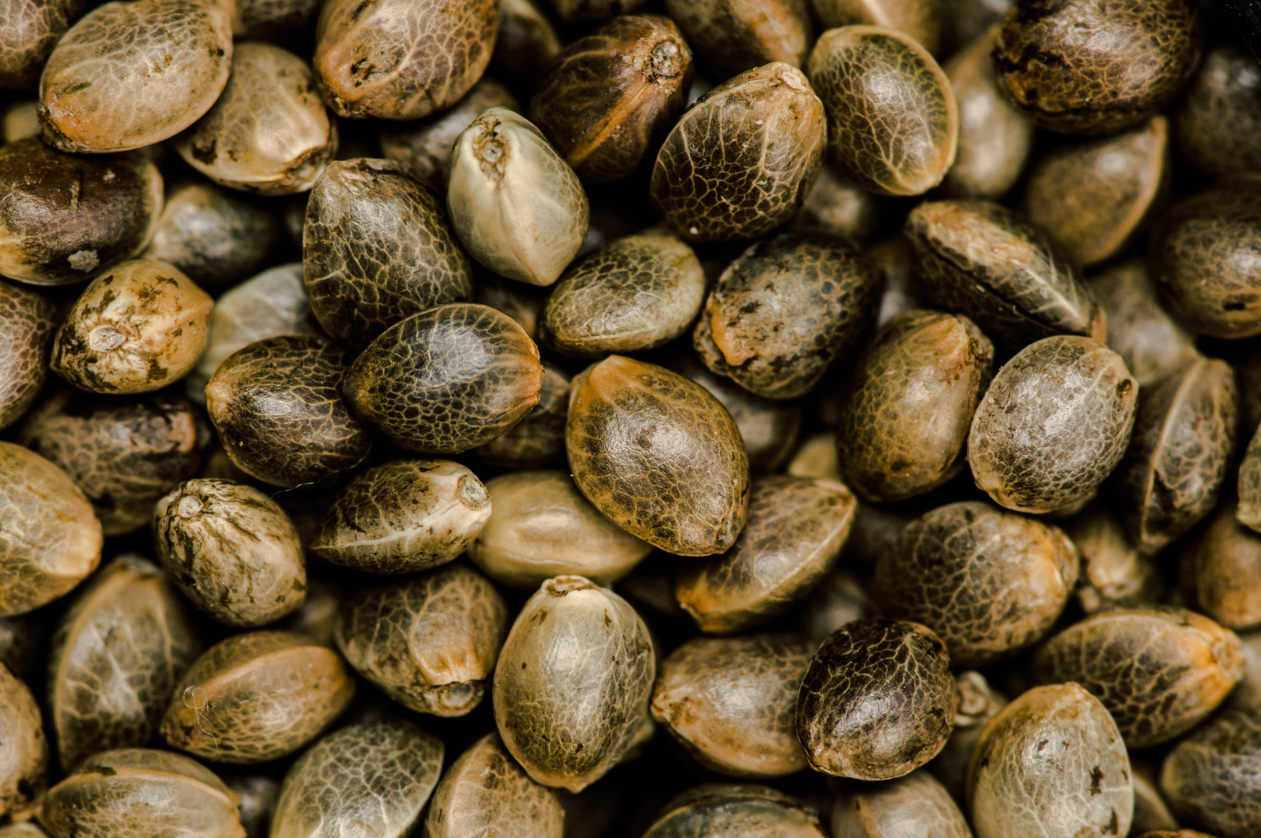 Cannabis seeds