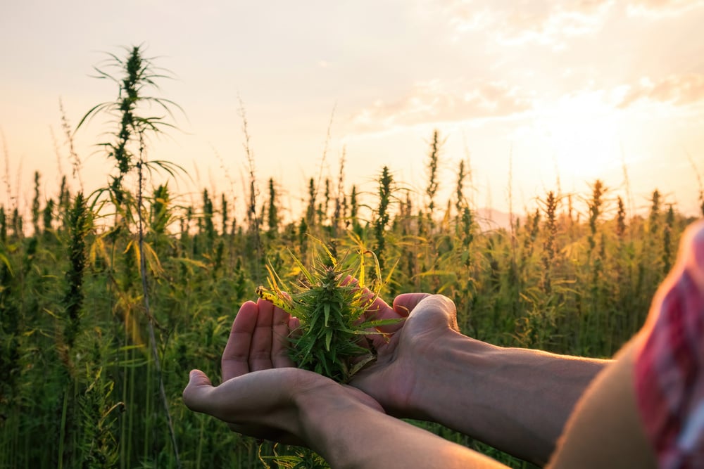 Farmer working on hemp field