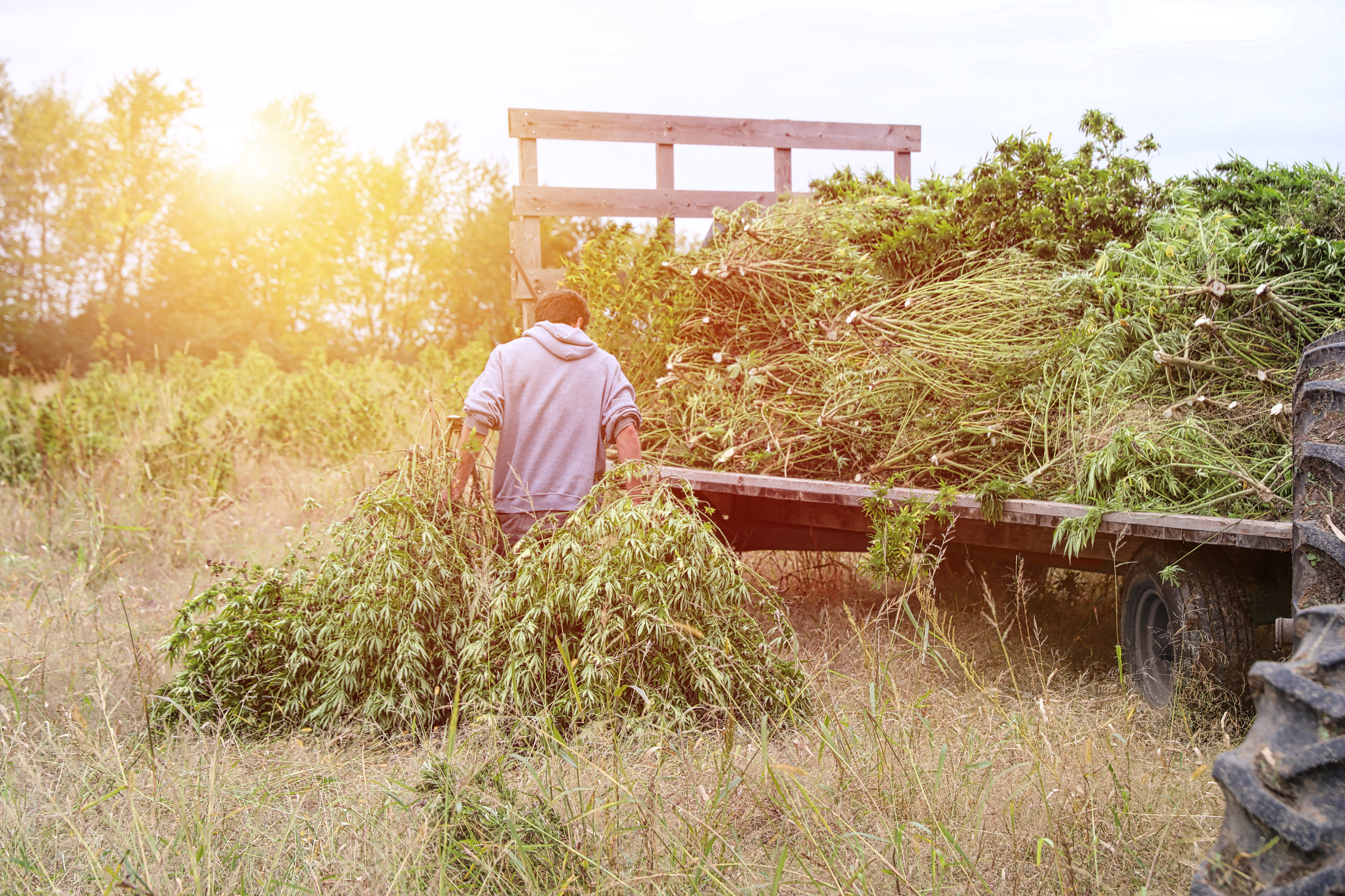 Farm owner harvesting hemp plants